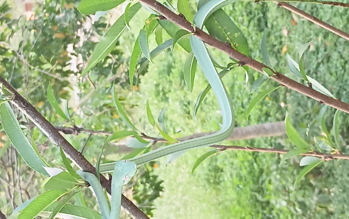 Rắn roi xanh (Ahaetulla prasina) – “bậc thầy ngụy trang” của rừng nhiệt đới.